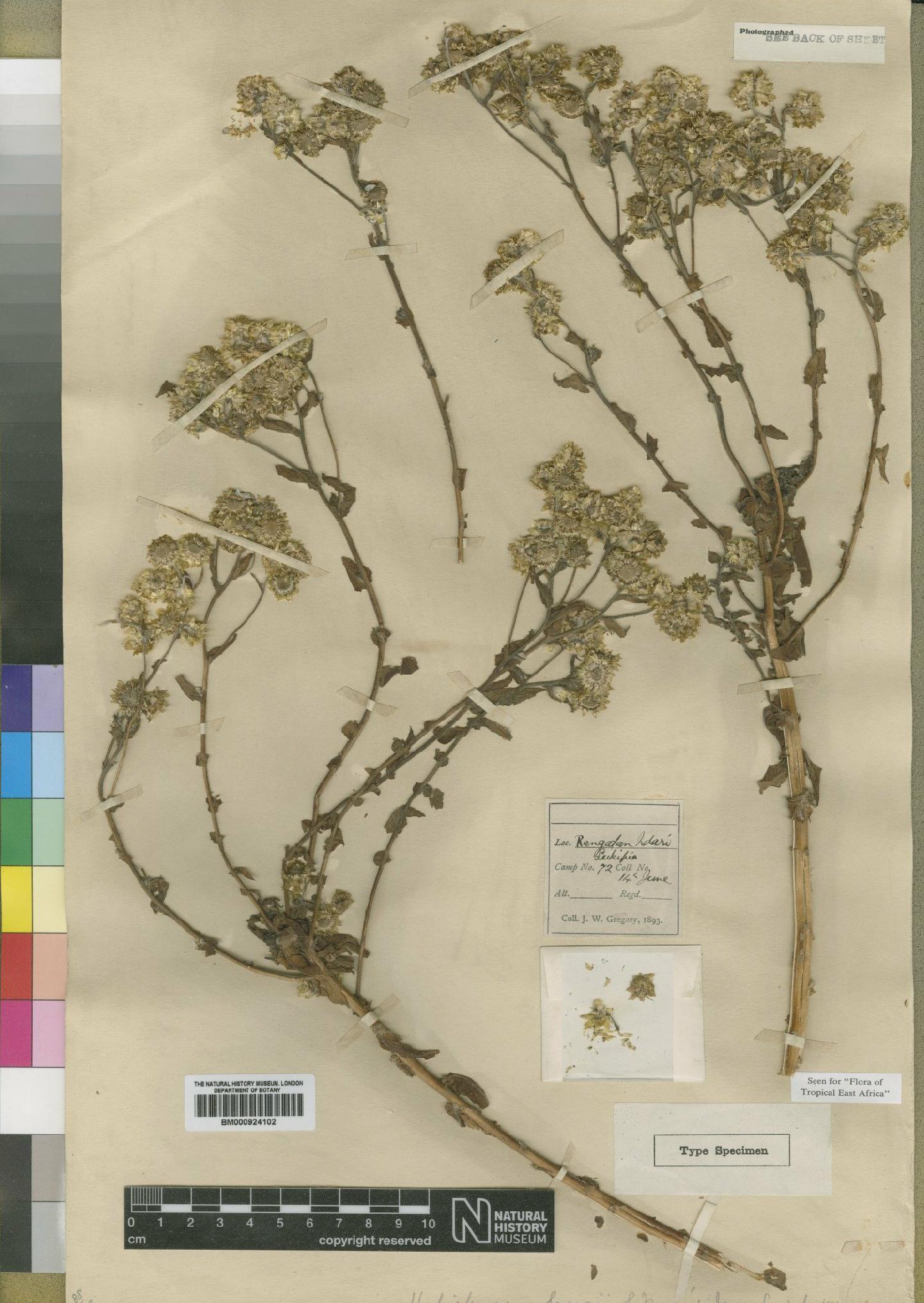 To NHMUK collection (Helichrysum gregorii Moore; Type; NHMUK:ecatalogue:4529130)