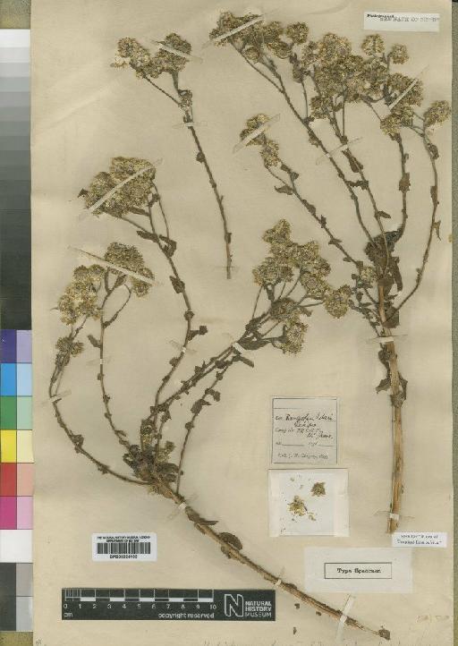 Helichrysum gregorii Moore - BM000924102