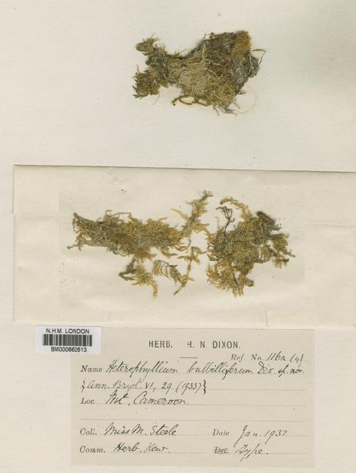 Heterophyllium bulbilliferum Dixon - BM000662613