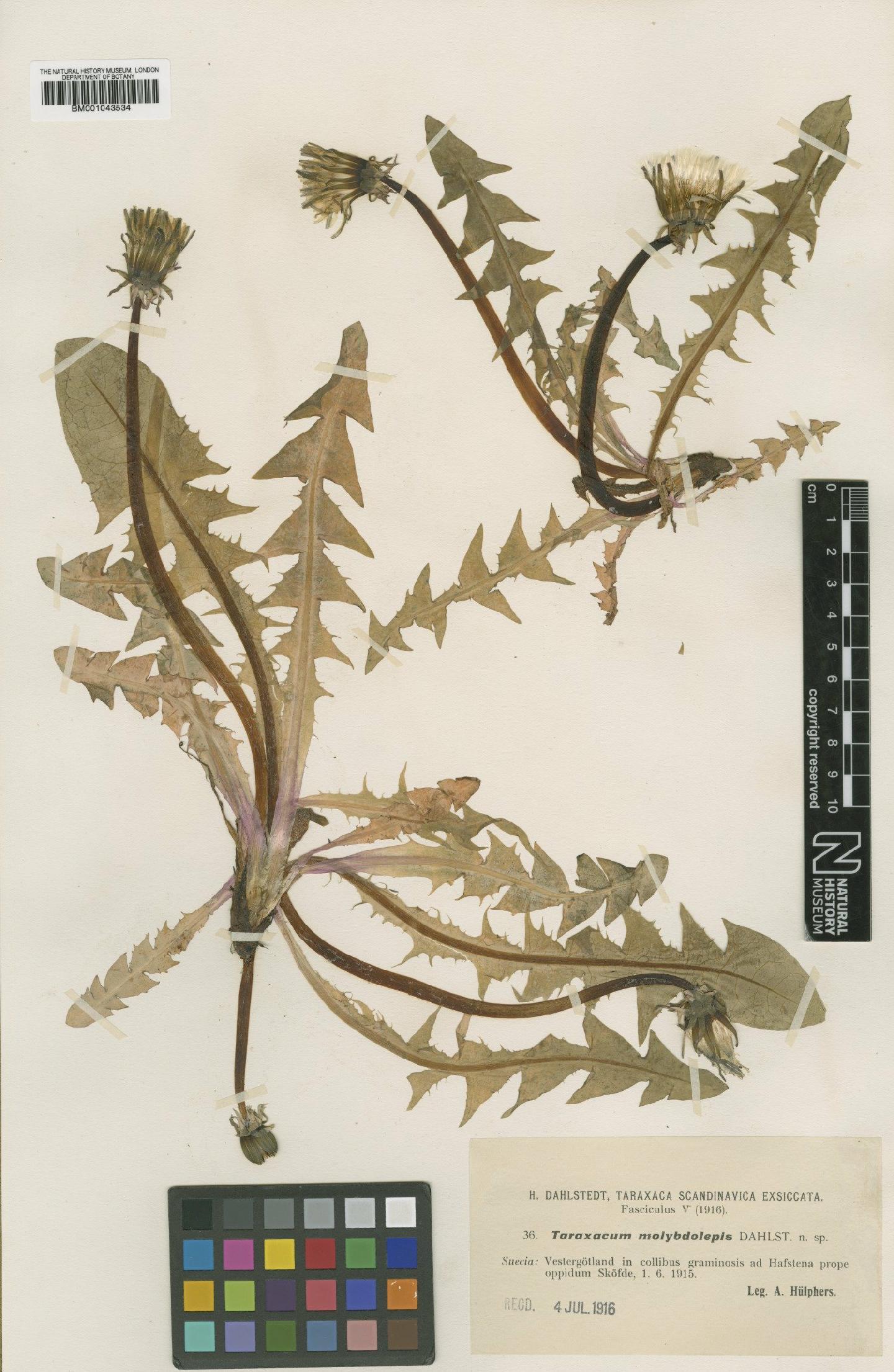 To NHMUK collection (Taraxacum molybdolepis Dahlst.; Type; NHMUK:ecatalogue:1999520)