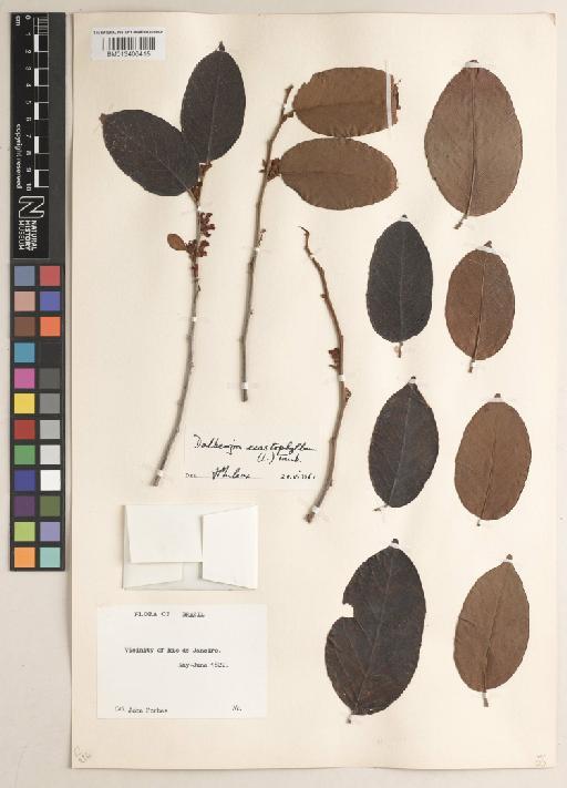 Dalbergia ecastaphyllum (L.) Taub. - BM013406415