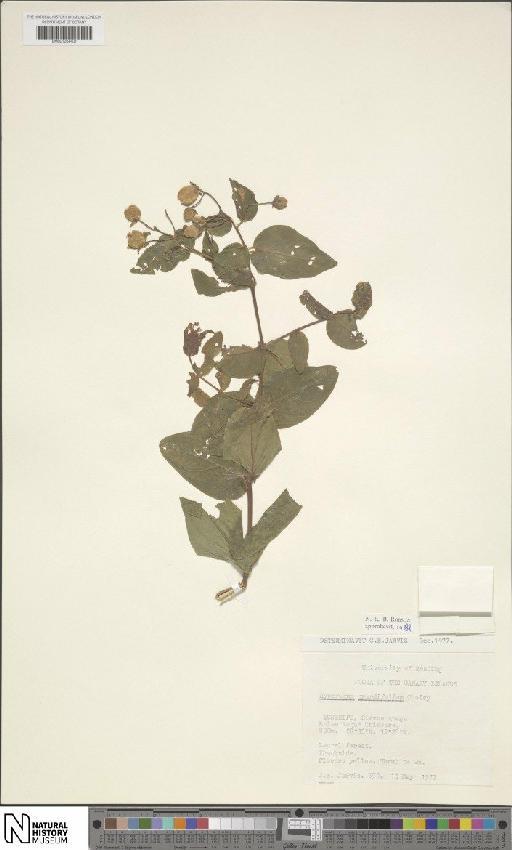 Hypericum grandifolium Choisy - BM001204401