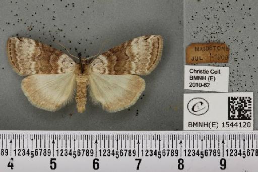 Tetheella fluctuosa (Hübner, 1803) - BMNHE_1544120_236759