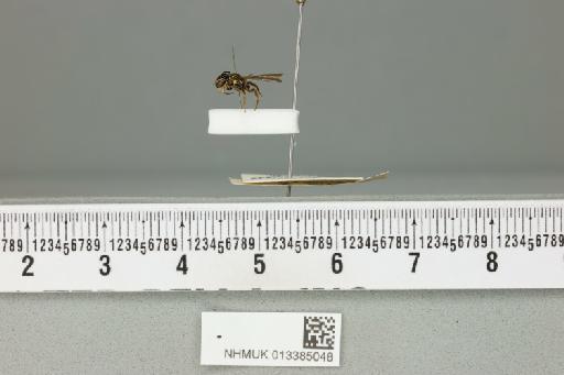 Ceratina (Xanthoceratina) cladura cladura Cockerell, T., 1919 - 013385048___1