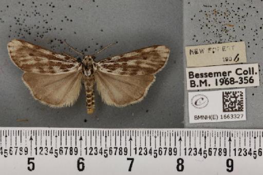 Coscinia cribraria bivittata (South, 1900) - BMNHE_1663327_283056