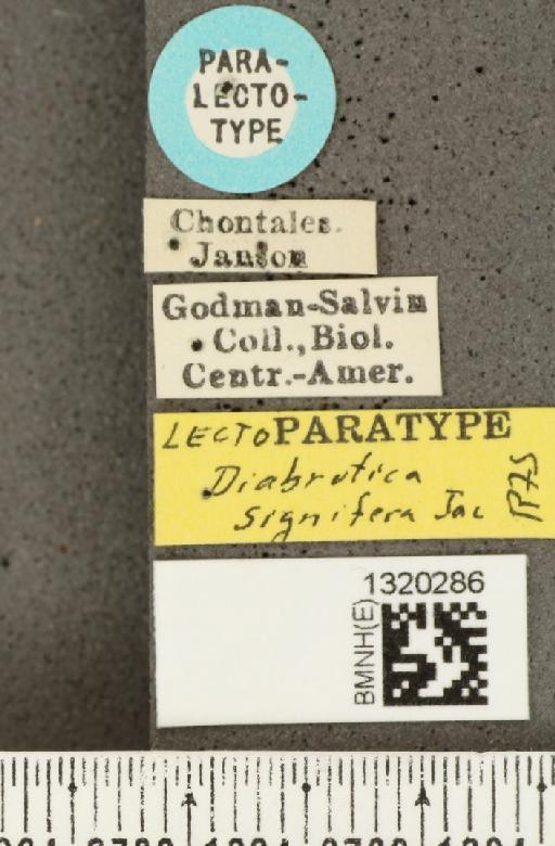 Diabrotica signifera Jacoby, 1887 - BMNHE_1320286_label_18057