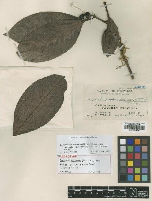 Psychotria subsessiliflora var. carinata (Quisumb. & Merr.) Sohmer & A.P.Davis - BM000945480