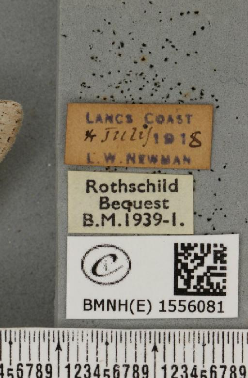 Dicallomera fascelina ab. callunae Peets, 1908 - BMNHE_1556081_label_255856