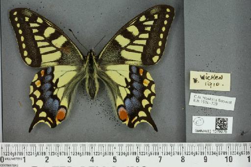 Papilio machaon britannicus ab. clavatus Cabeau, 1911 - BMNHE_1079275_64175