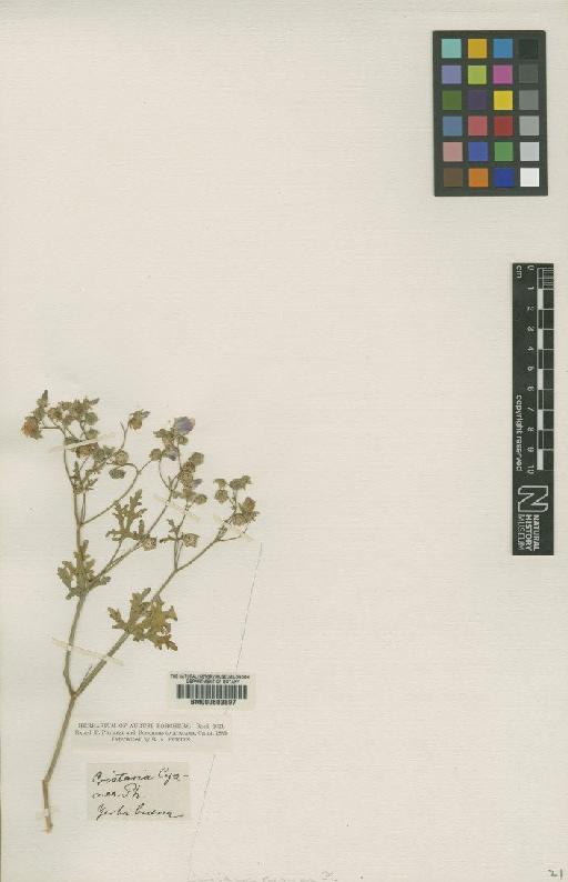 Cristaria cyanea Philippi - BM000603897