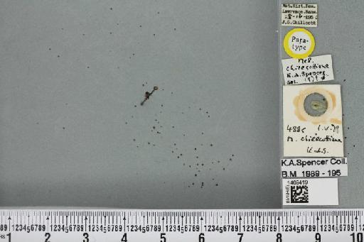 Melanagromyza chillcottiana Spencer, 1986 - BMNHE_1469419_45121