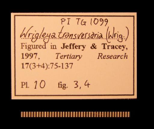 Wrigleya transversaria (Wrigley, 1925) - TG 1099. Wrigleya transversaria (label-1)