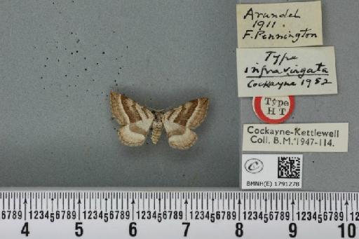 Phibalapteryx virgata ab. infravirgata Cockayne, 1952 - BMNHE_1791278_355850