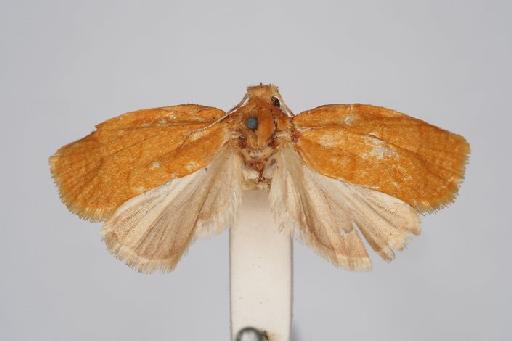 Archips inornatanus Walsingham - Choristoneura_inornatanus_Walsingham_1900_Holotype_BMNH(E)#1055357_image001