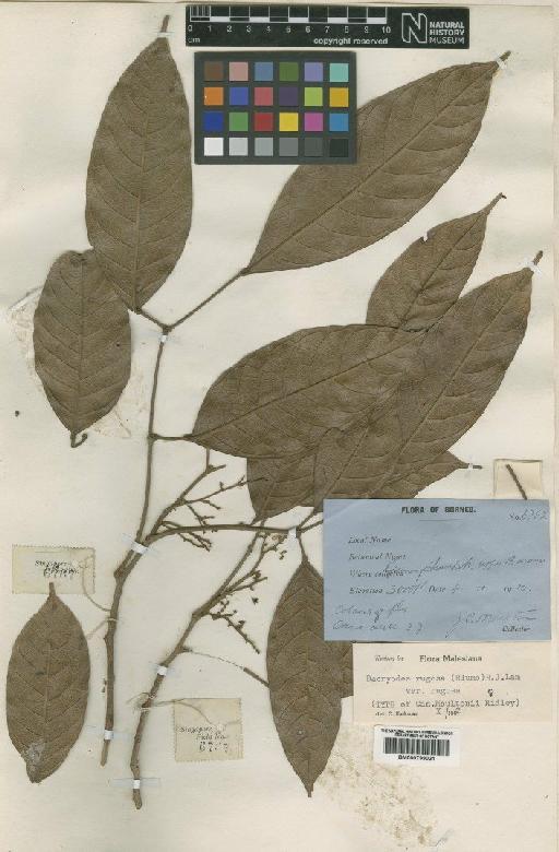 Dacryodes rugosa (Blume) H.J.Lam - BM000799021
