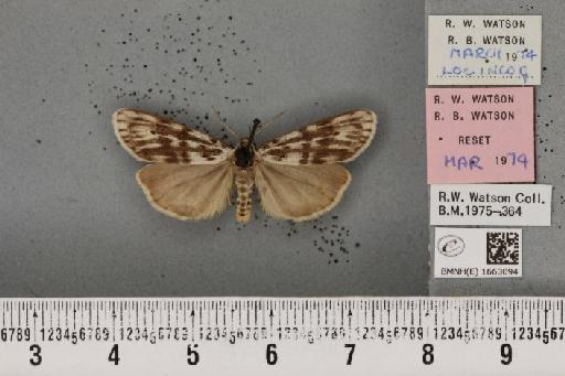 Coscinia cribraria bivittata (South, 1900) - BMNHE_1663094_282817