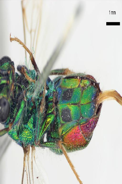 Chrysis autocrata Nurse, 1903 - Chrysis_autocrata-BMNH(E)#970918_type-ventral-1_6X