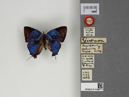 Iolaus gabunica (Riley, 1928) - 014185071_Iolaus_gabunica_Dorsal