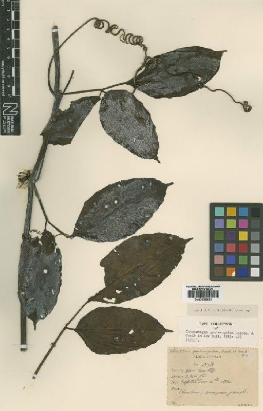 Tetrastigma quadrangulum Gagnep. & Craib - BM000838363