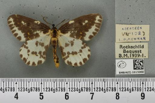 Abraxas grossulariata ab. aberdoniensis Raynor, 1923 - BMNHE_1855060_415722