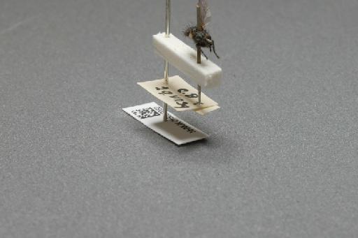 Sarcophaga (Myorhina) nigriventris Meigen, 1826 - 015092062_additional_4