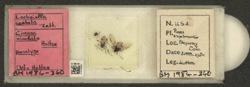 Cinara (Lachniella) nimbata Hottes, 1954 - 010120652_112966_1093890