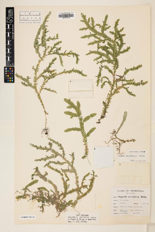 Selaginella cruciformis Alston ex Crabbe & Jermy - 000936538