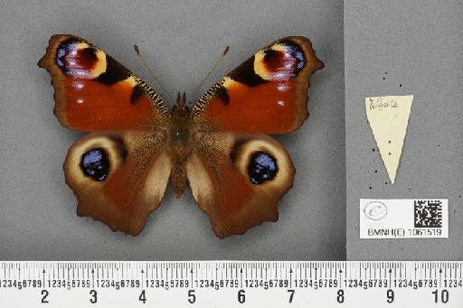 Aglais io (Linnaeus, 1758) - BMNHE_1061519_22148