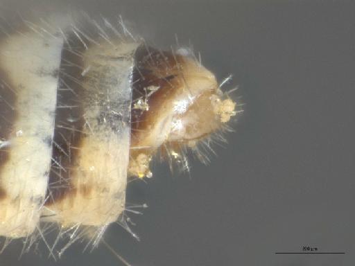 Heterotropus Loew, 1873 - 010629082_Heterotropus_indet_terminalia_lateral_Nonntype