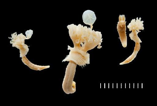 Vermilia sphaeropomatus Benham, 1927 - Polychaete type specimen; Serpullidae; 1928.2.29.82-84 dorsal