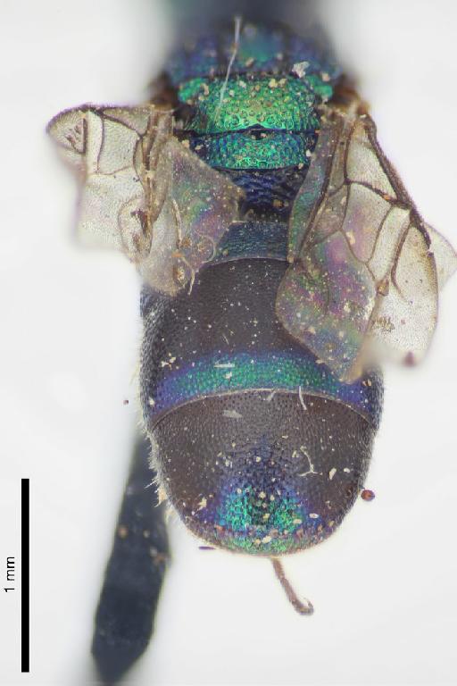 Chrysis nila Bingham, C.T., 1903 - Chrysis_nila-BMNH(E)#970902_type-distal-4X