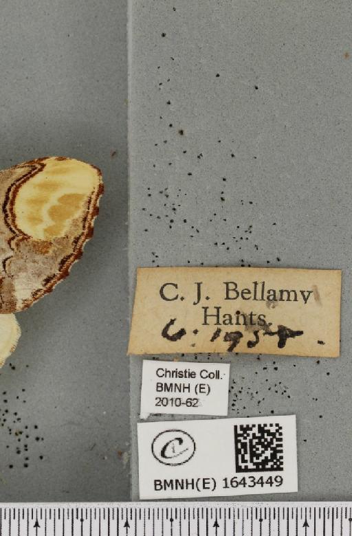 Phalera bucephala bucephala (Linnaeus, 1758) - BMNHE_1643449_label_249158