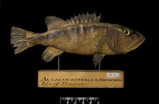 Aulacocephalus schlegelii Günther, 1859 - BMNH 1841.6.0.1784 Aulacocephalus sclegelii SYNTYPE