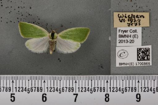 Earias clorana (Linnaeus, 1761) - BMNHE_1700866_297114