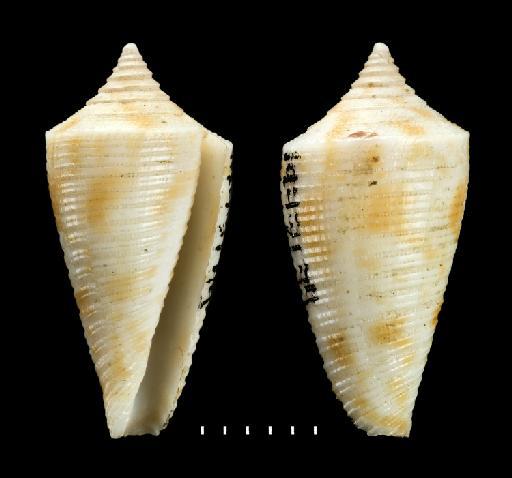Conus lizardensis Crosse, 1865 - 1977179