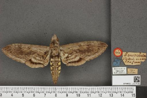 Manduca quinquemaculatus (Haworth, 1803) - BMNH(E) 1377431 Manduca quinquemaculatus dorsal and labels.JPG