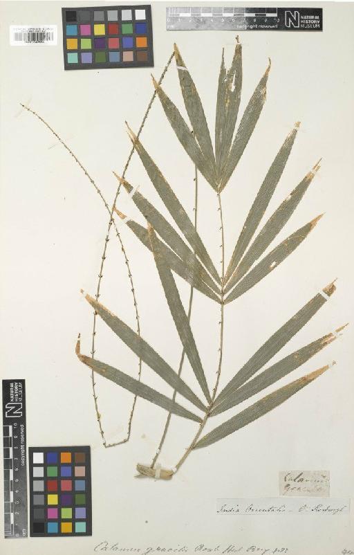 Calamus gracilis Roxb. - BM001040865