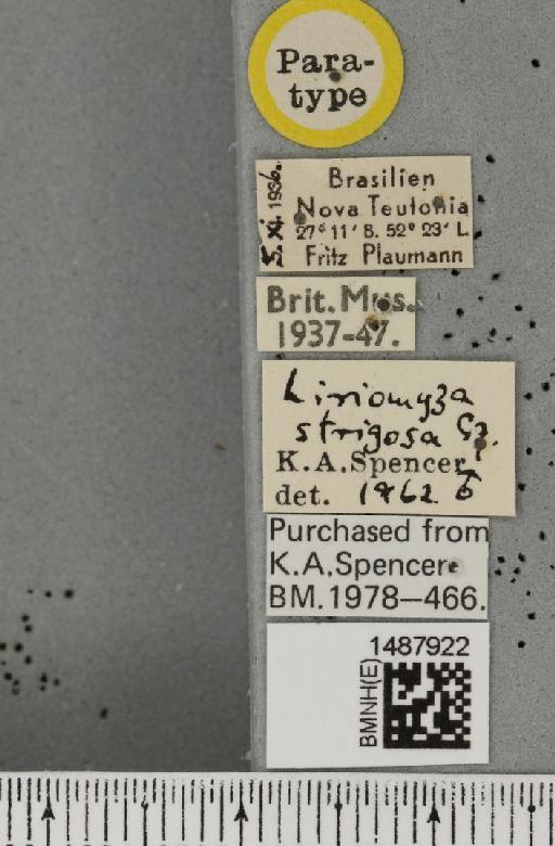 Liriomyza strigosa Spencer, 1963 - BMNHE_1487922_label_51761