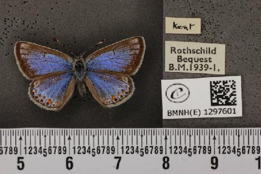 Polyommatus icarus icarus ab. apicata-thestylis Tutt, 1910 - BMNHE_1297601_147911