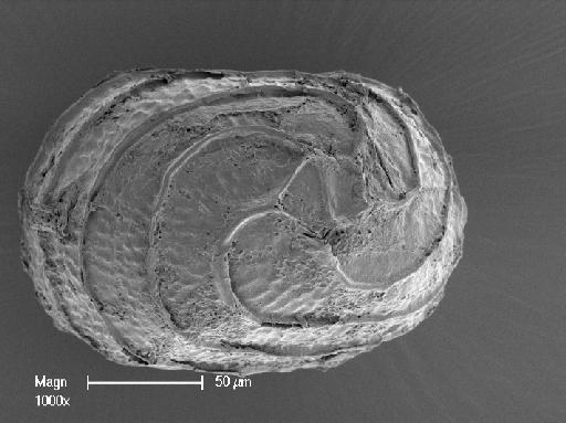 Nitella gelatinifera (R.D.Wood) R.D.Wood - OosporeBase