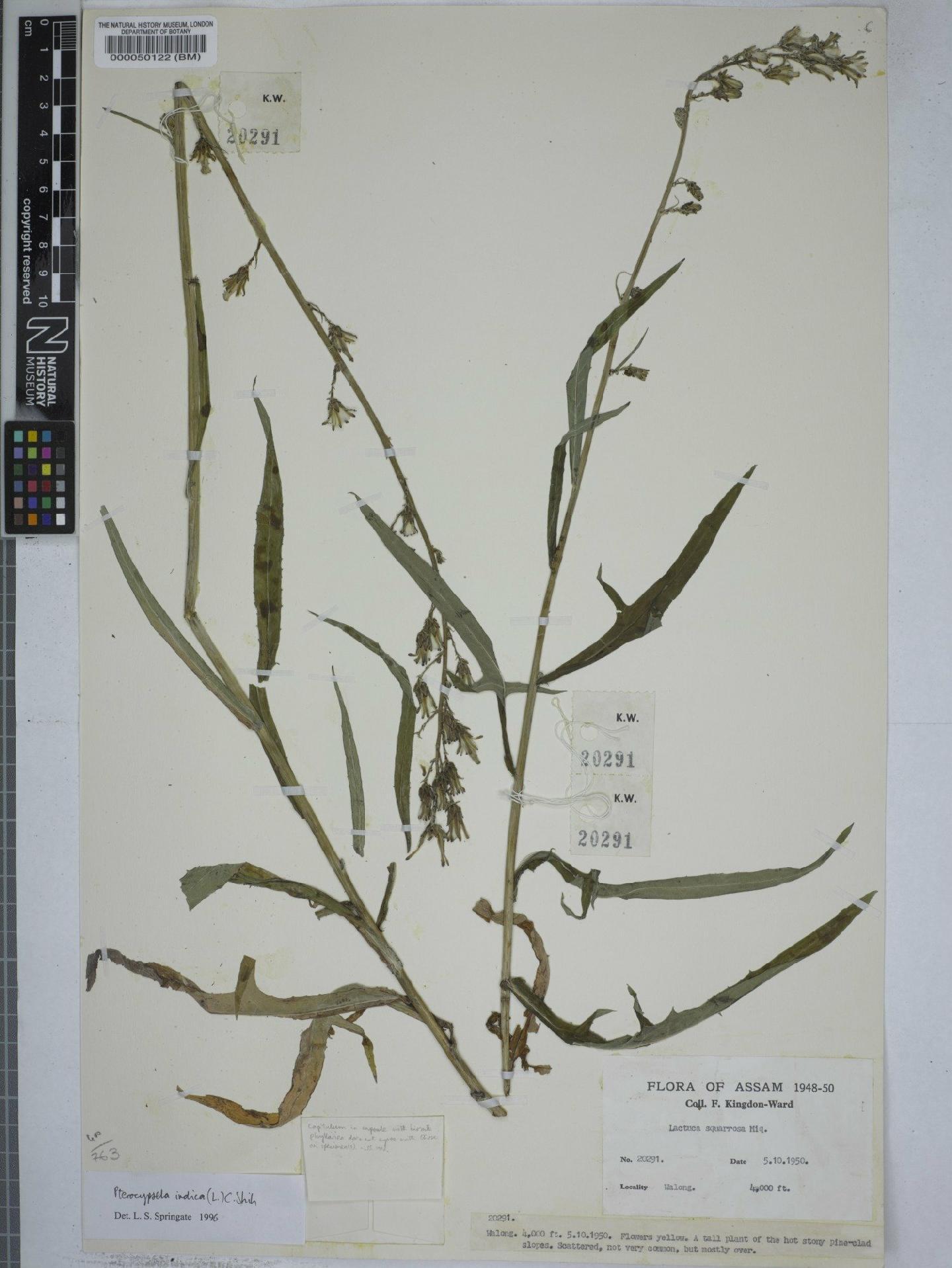 To NHMUK collection (Lactuca indica L.; NHMUK:ecatalogue:9149155)