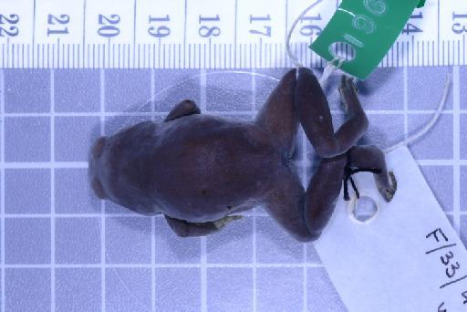 Callulops humicola compta (Zweifel, 1972) - Image of specimen 1961.880