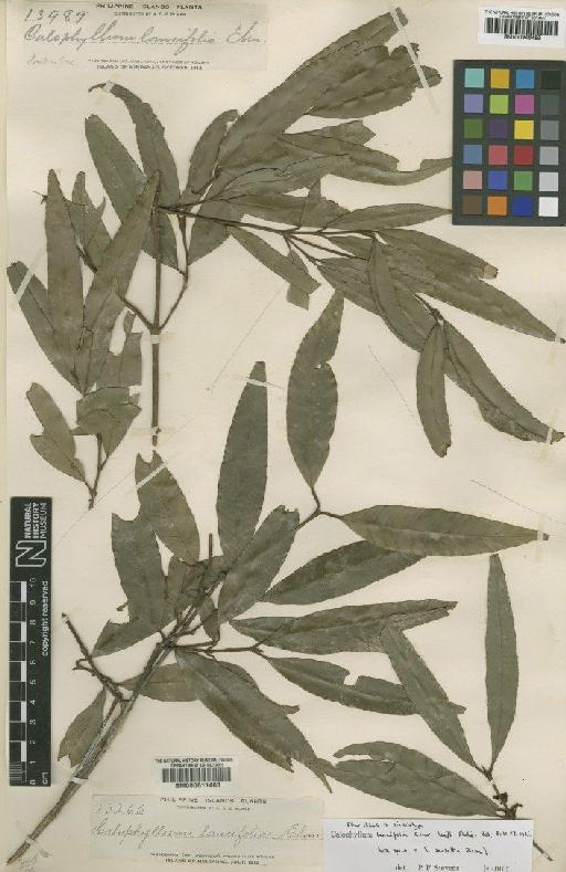 Calophyllum soulattri Burm.f. - BM000946489