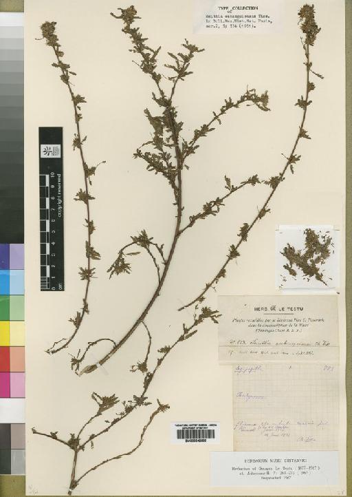 Kotschya oubanguiensis (Tisser.) Verdc. - BM000842693