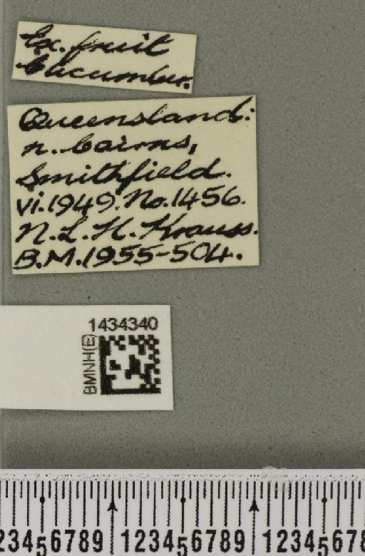 Bactrocera (Austrodacus) cucumis (French, 1907) - BMNHE_1434340_label_28372