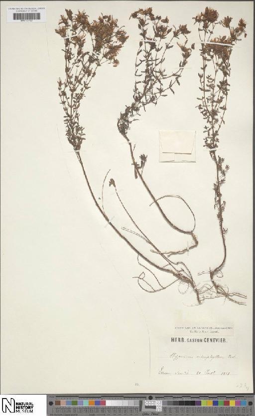 Hypericum perforatum subsp. veronense (Schrank) H.Lindb. - BM001201637
