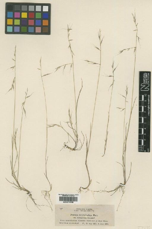 Vulpia microstachys (Nutt.) Munro - BM000795188