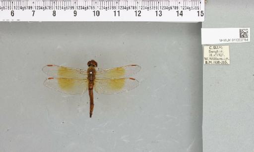 Brachythemis contaminata (Fabricius, 1793) - 011252784_803659_1253367_2