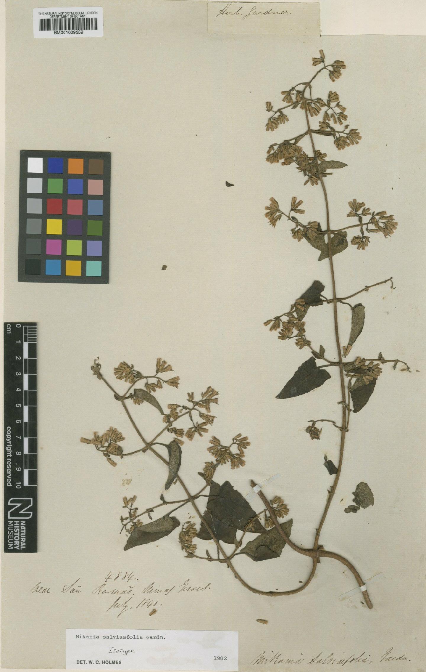 To NHMUK collection (Mikania salviaefolia Gardner; Isotype; NHMUK:ecatalogue:608255)