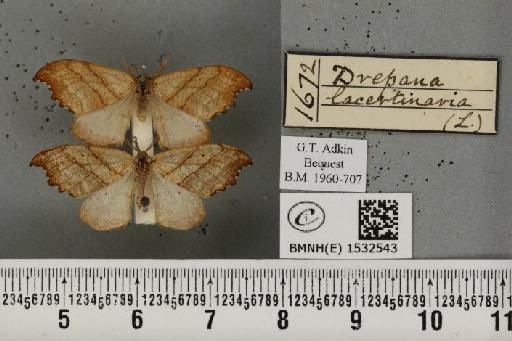 Falcaria lacertinaria (Linnaeus, 1758) - BMNHE_1532543_187531